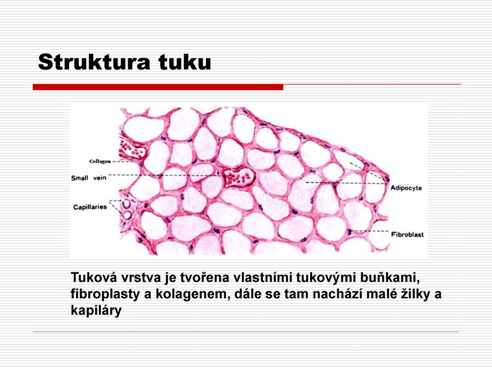 buňkami, fibroplasty a kolagenem,