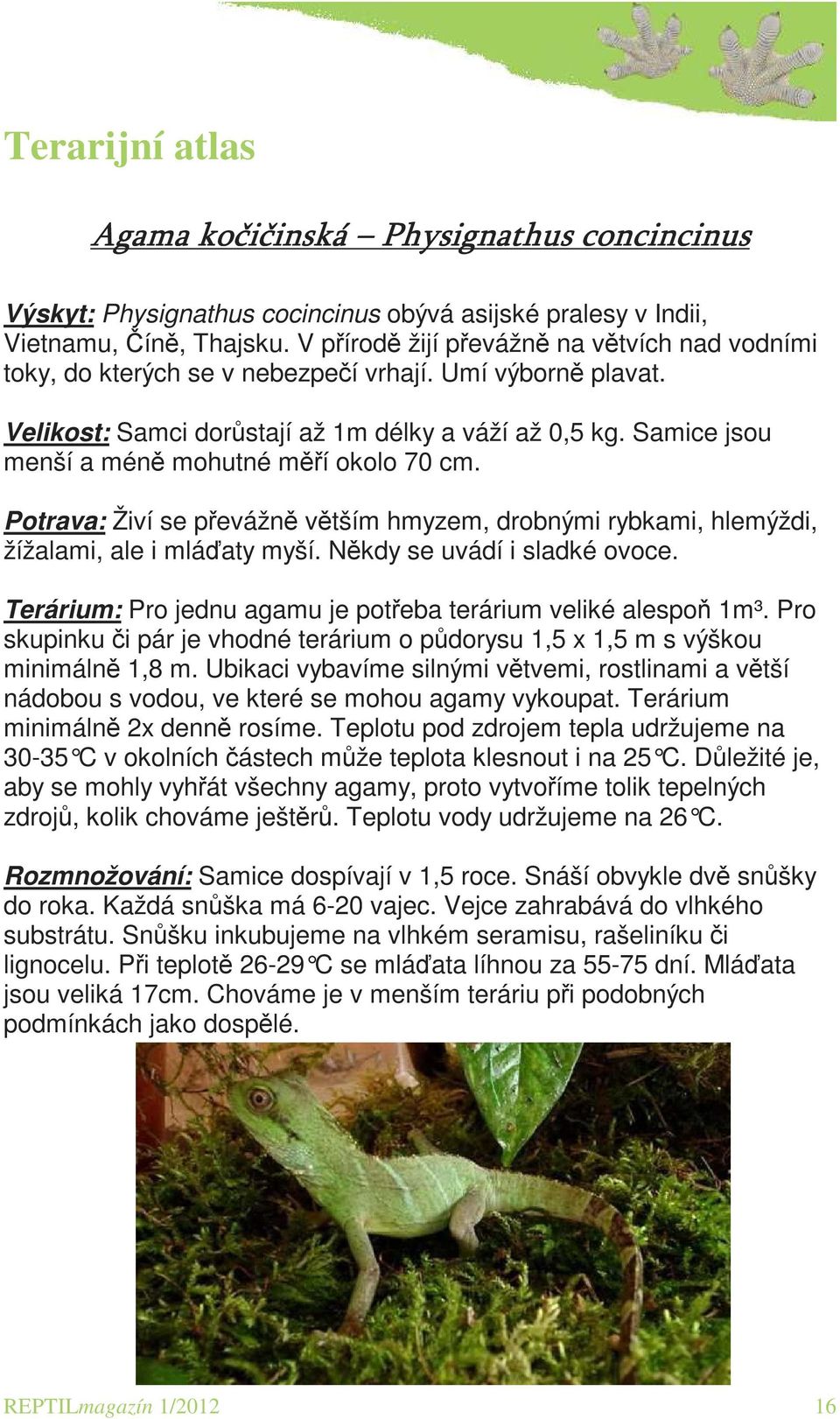 Samice jsou menší a méně mohutné měří okolo 70 cm. Potrava: Živí se převážně větším hmyzem, drobnými rybkami, hlemýždi, žížalami, ale i mláďaty myší. Někdy se uvádí i sladké ovoce.