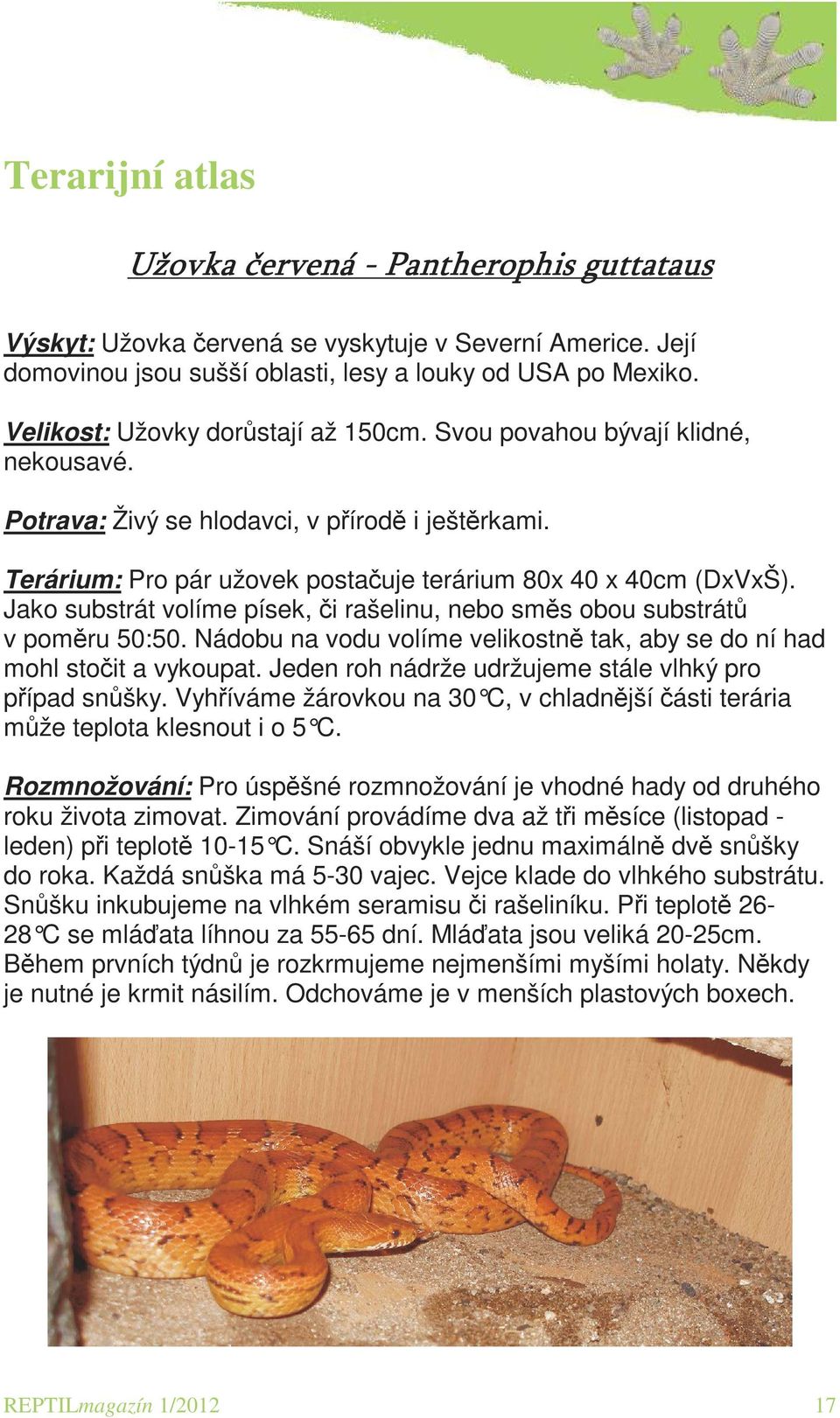 Jako substrát volíme písek, či rašelinu, nebo směs obou substrátů v poměru 50:50. Nádobu na vodu volíme velikostně tak, aby se do ní had mohl stočit a vykoupat.