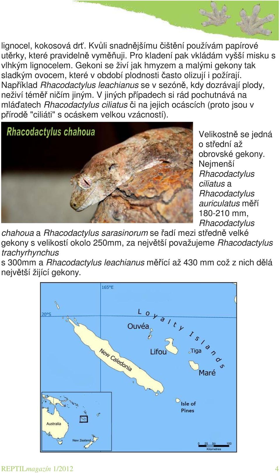 Například Rhacodactylus leachianus se v sezóně, kdy dozrávají plody, neživí téměř ničím jiným.