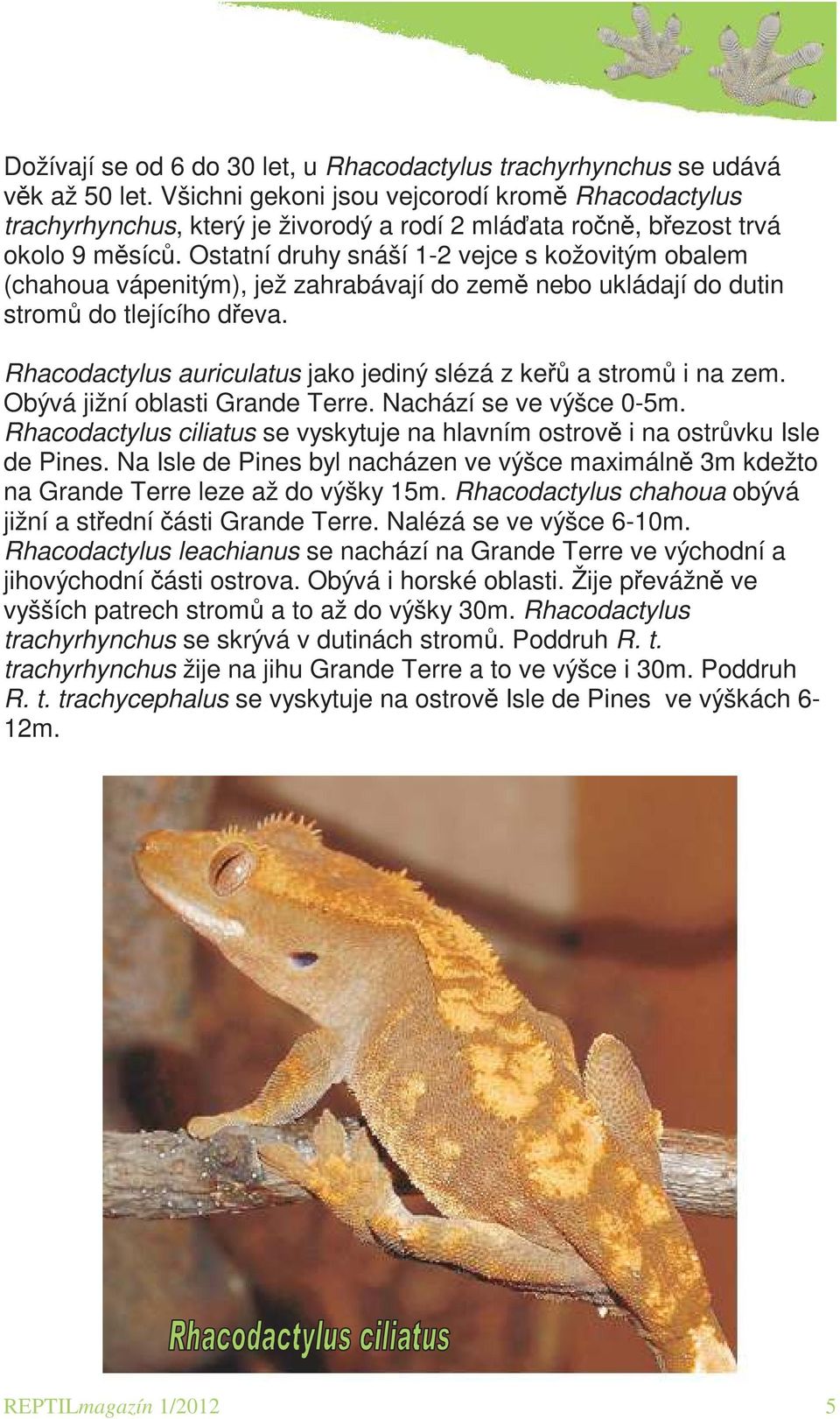 Ostatní druhy snáší 1-2 vejce s kožovitým obalem (chahoua vápenitým), jež zahrabávají do země nebo ukládají do dutin stromů do tlejícího dřeva.