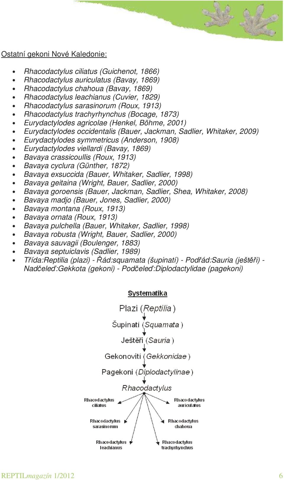 Eurydactylodes symmetricus (Anderson, 1908) Eurydactylodes viellardi (Bavay, 1869) Bavaya crassicoullis (Roux, 1913) Bavaya cyclura (Günther, 1872) Bavaya exsuccida (Bauer, Whitaker, Sadlier, 1998)