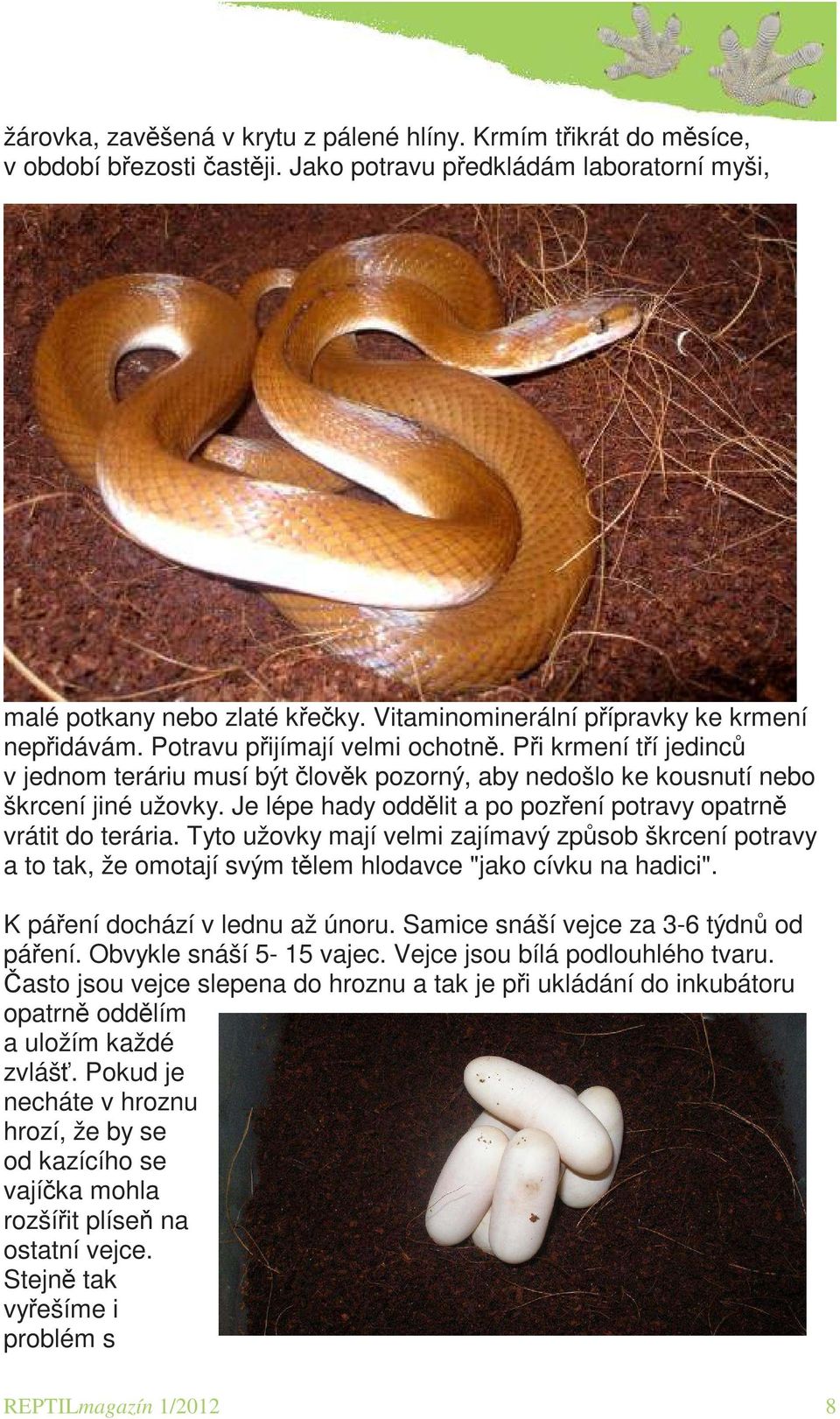 Je lépe hady oddělit a po pozření potravy opatrně vrátit do terária. Tyto užovky mají velmi zajímavý způsob škrcení potravy a to tak, že omotají svým tělem hlodavce "jako cívku na hadici".