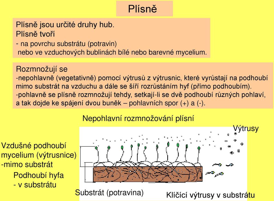 (přímo podhoubím).