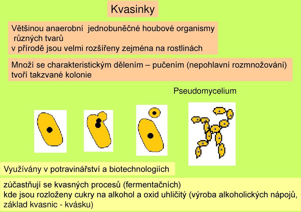 kolonie Pseudomycelium Využívány v potravinářství a biotechnologiích zúčastňují se kvasných procesů