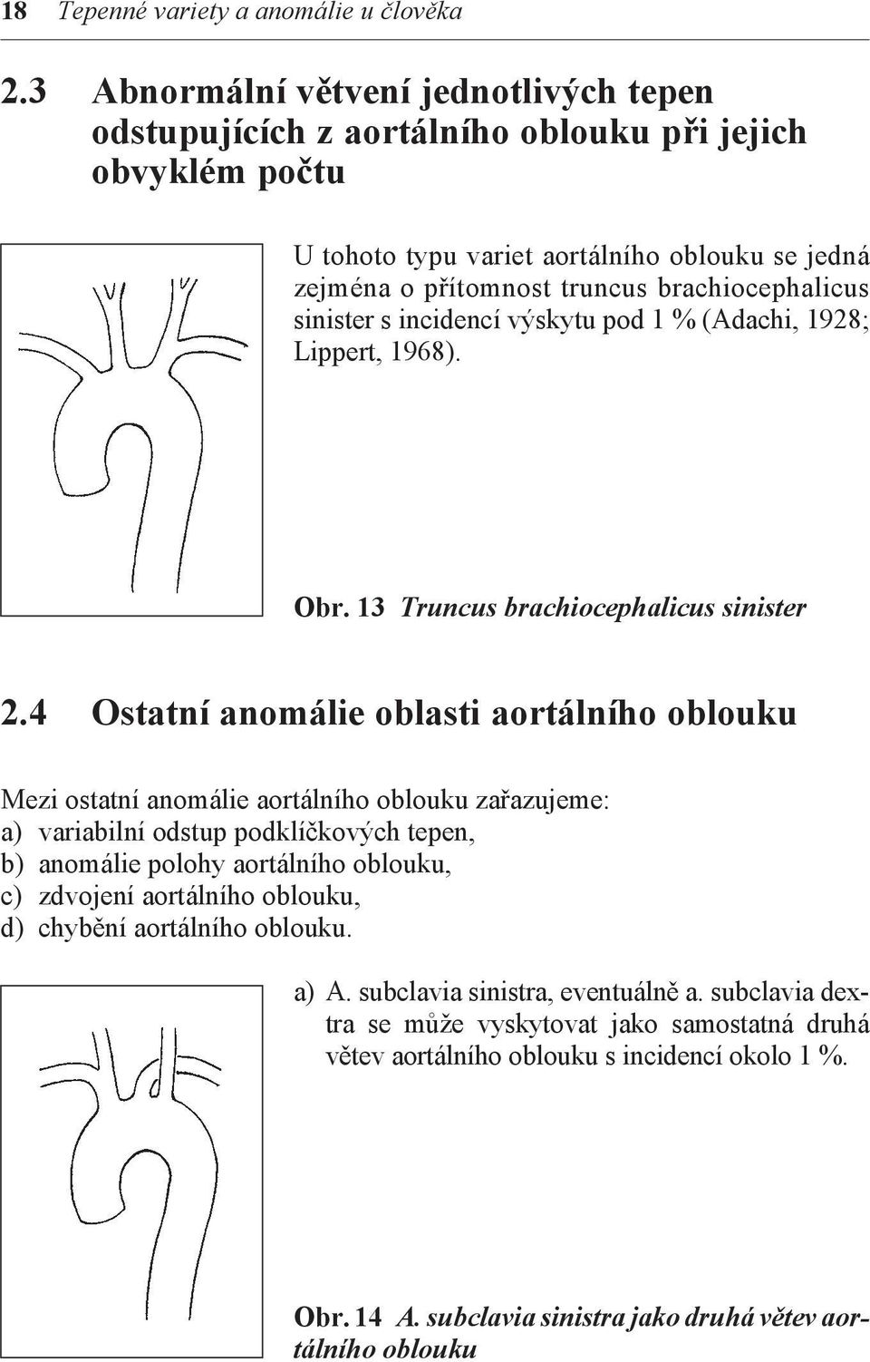 sinister s incidencí výskytu pod 1 % (Adachi, 1928; Lippert, 1968). Obr. 13 Truncus brachiocephalicus sinister 2.