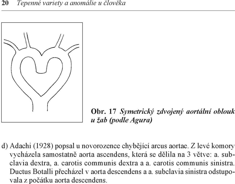 arcus aortae. Z levé komory vycházela samostatně aorta ascendens, která se dělila na 3 větve: a.