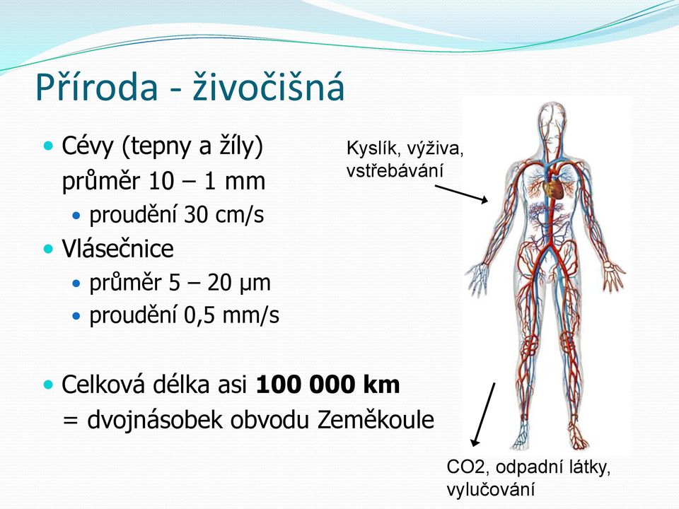 mm/s Kyslík, výživa, vstřebávání Celková délka asi 100 000