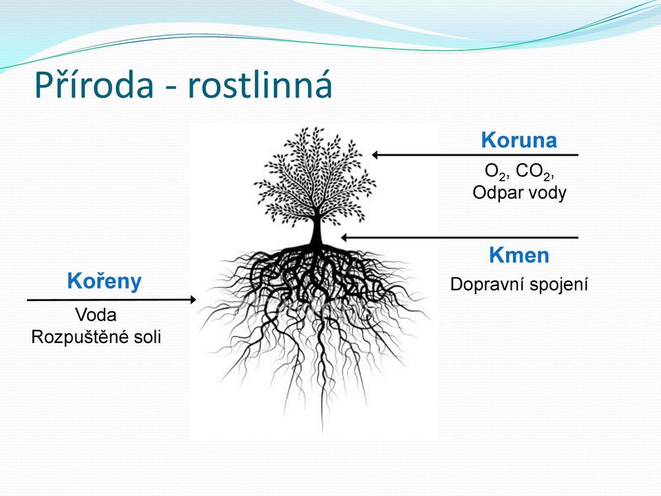 vody Kořeny Kmen