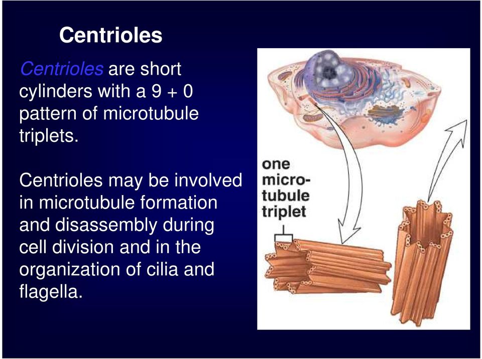 Centrioles may be involved in microtubule formation and