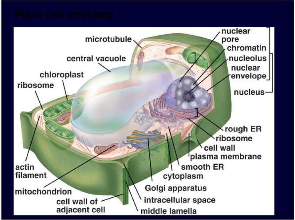 anatomy