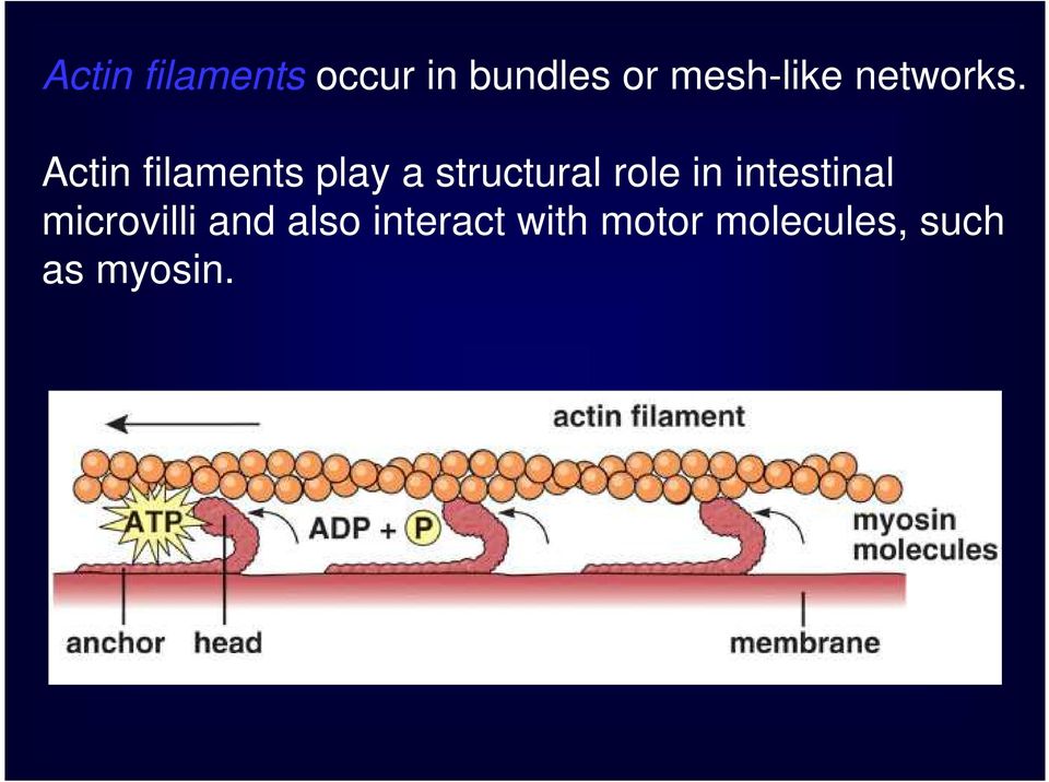 Actin filaments play a structural role in