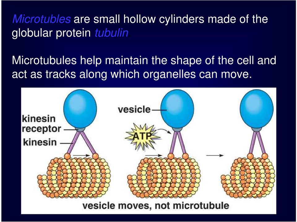 Microtubules help maintain the shape of the