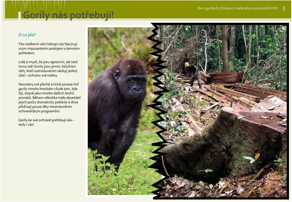 Vše o gorilách Zdrojový materiál pro personál EVVO - PDF Stažení zdarma