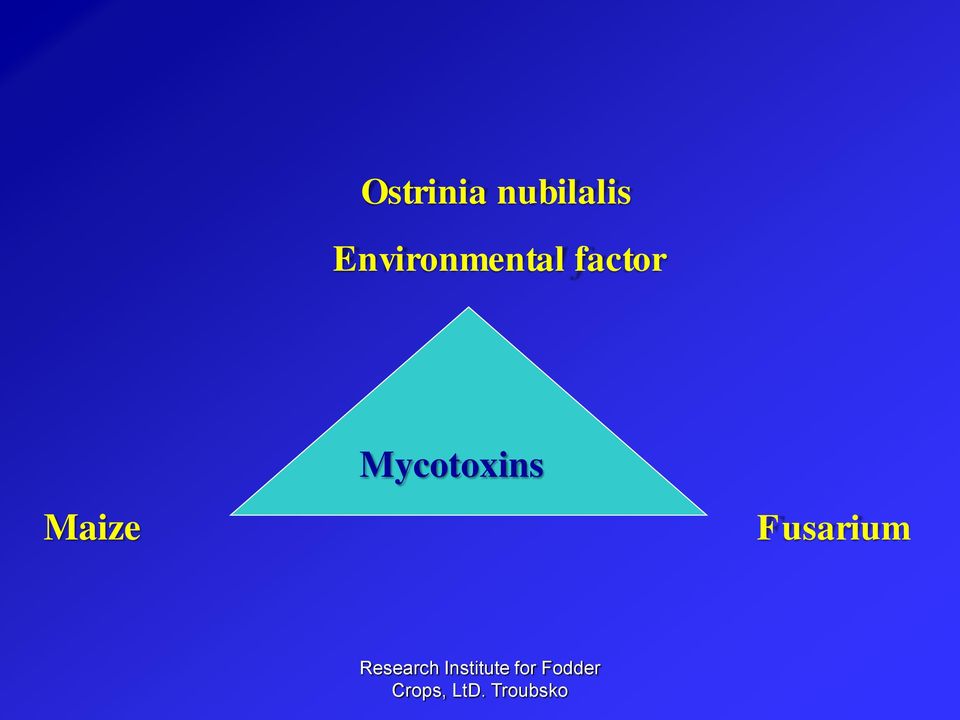 Maize Mycotoxins