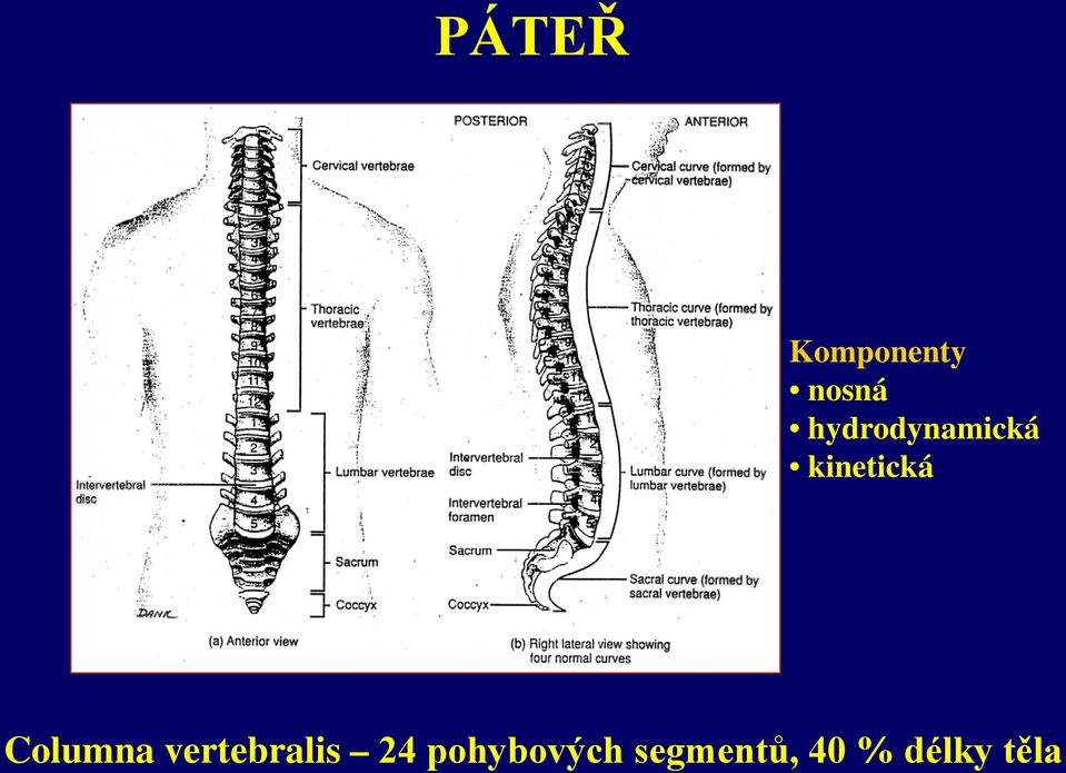 Columna vertebralis 24