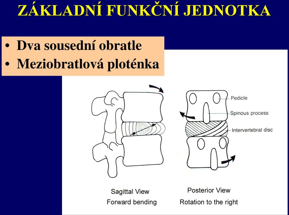 sousední obratle