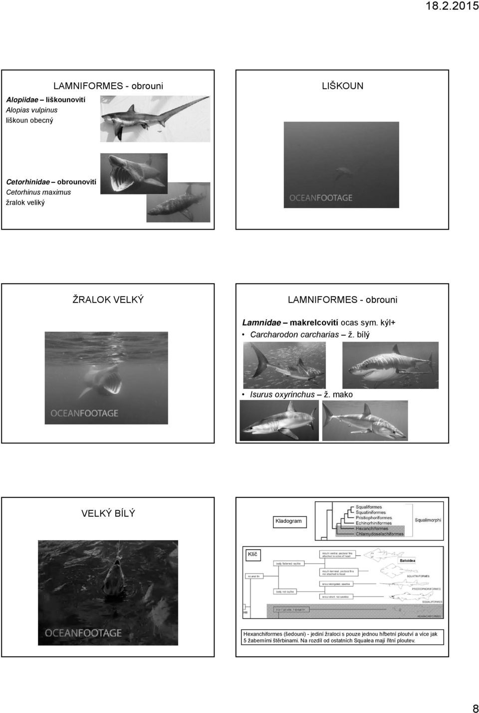 kýl+ Carcharodon carcharias ž. bílý Isurus oxyrinchus ž.