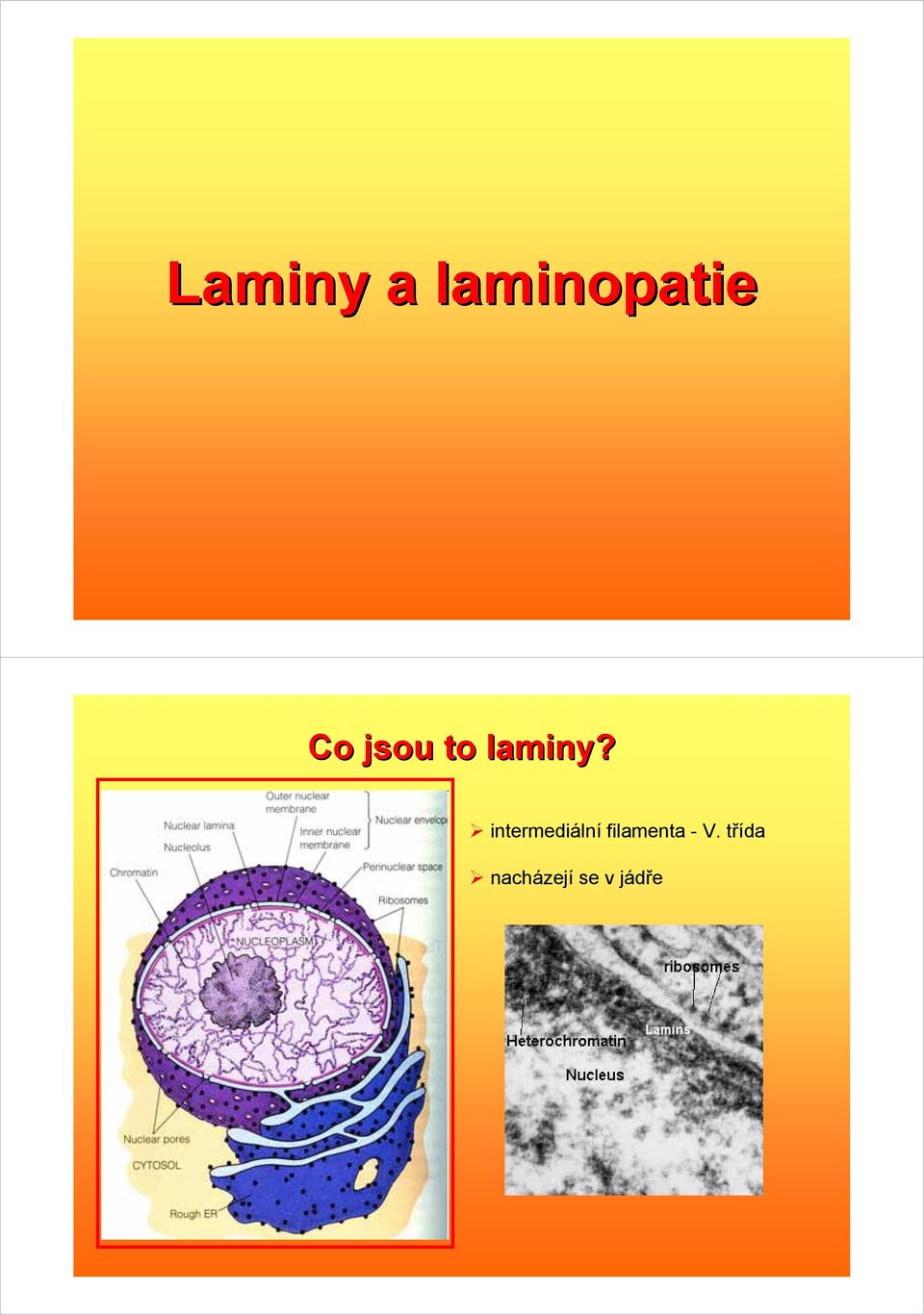 intermediální filamenta