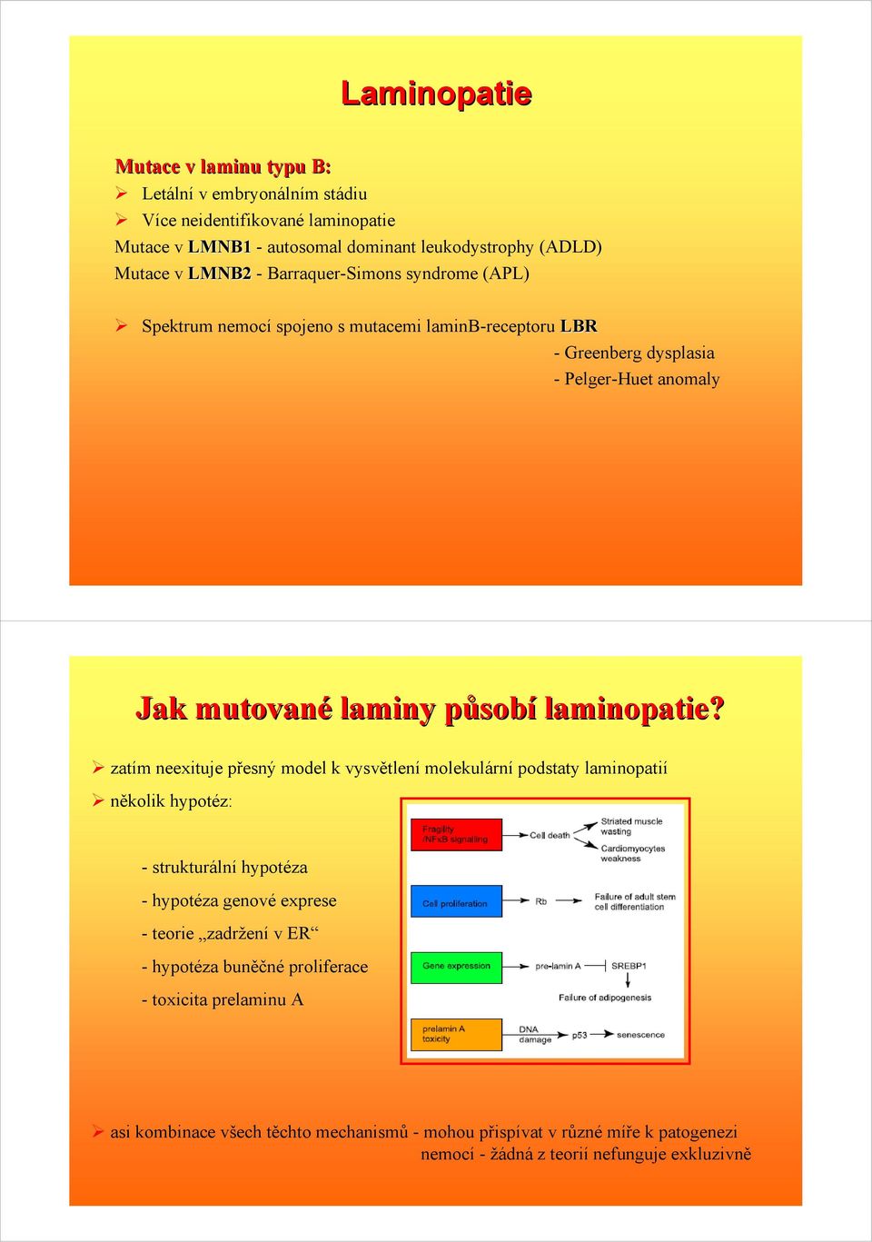 laminopatie?