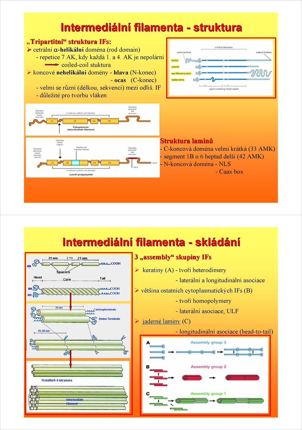 IF -důležité pro tvorbu vláken Struktura laminů - C-koncová doména velmi krátká (33 AMK) - segment 1B o 6 heptad delší (42 AMK) - N-koncová doména - NLS - Caax box Intermediáln lní