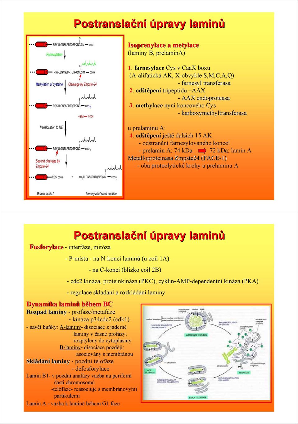 - prelamin A: 74 kda 72 kda: lamin A Metalloproteinasa Zmpste24 (FACE-1) - oba proteolytické kroky u prelaminu A Fosforylace - interfáze, mitóza Postranslační úpravy laminů - P-místa - na N-konci