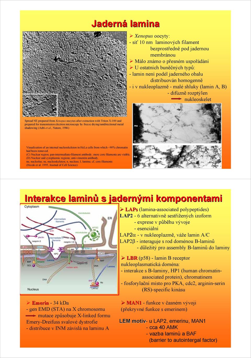 transmission electron microscopy by freeze drying/unidirectional metal shadowing (Aebi et al.