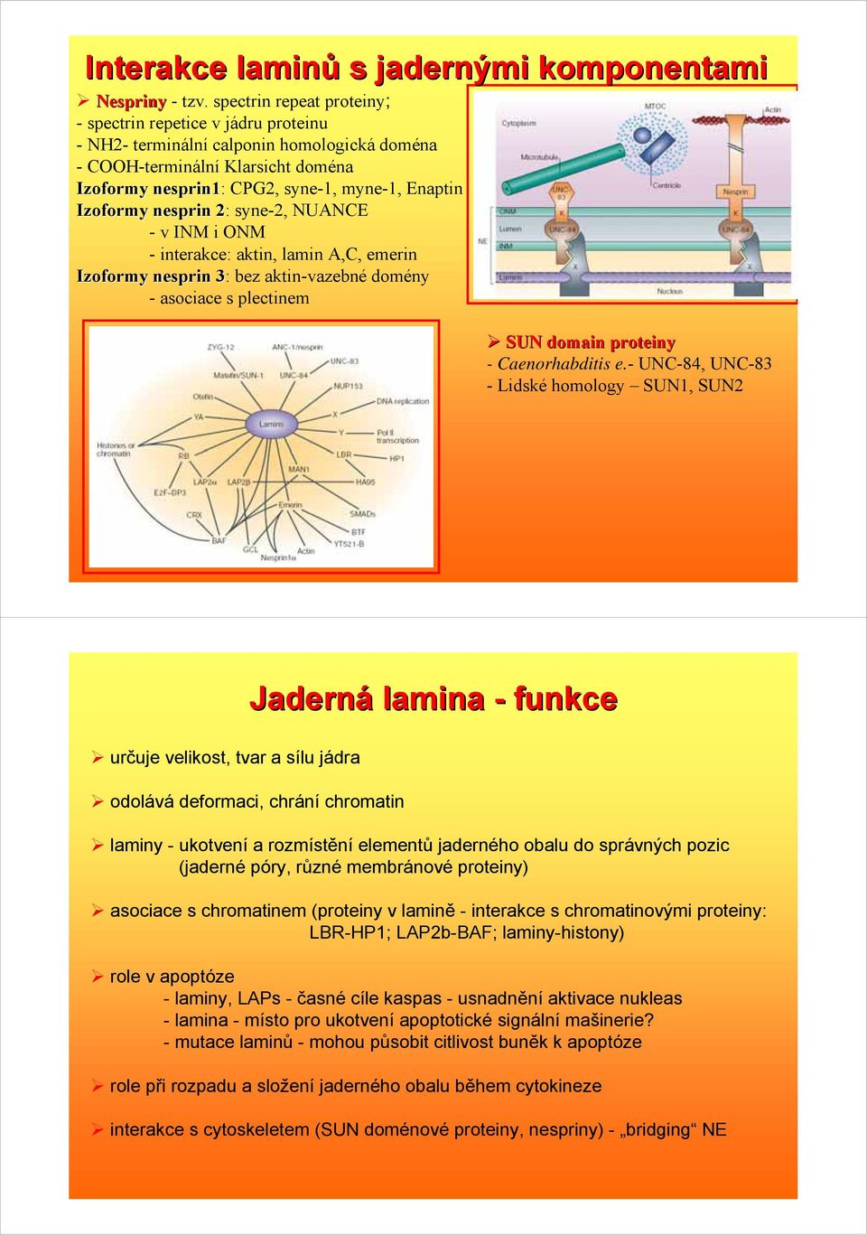 Izoformy nesprin 2: syne-2, NUANCE -v INM i ONM - interakce: aktin, lamin A,C, emerin Izoformy nesprin 3: bez aktin-vazebné domény - asociace s plectinem SUN domain proteiny - Caenorhabditis e.