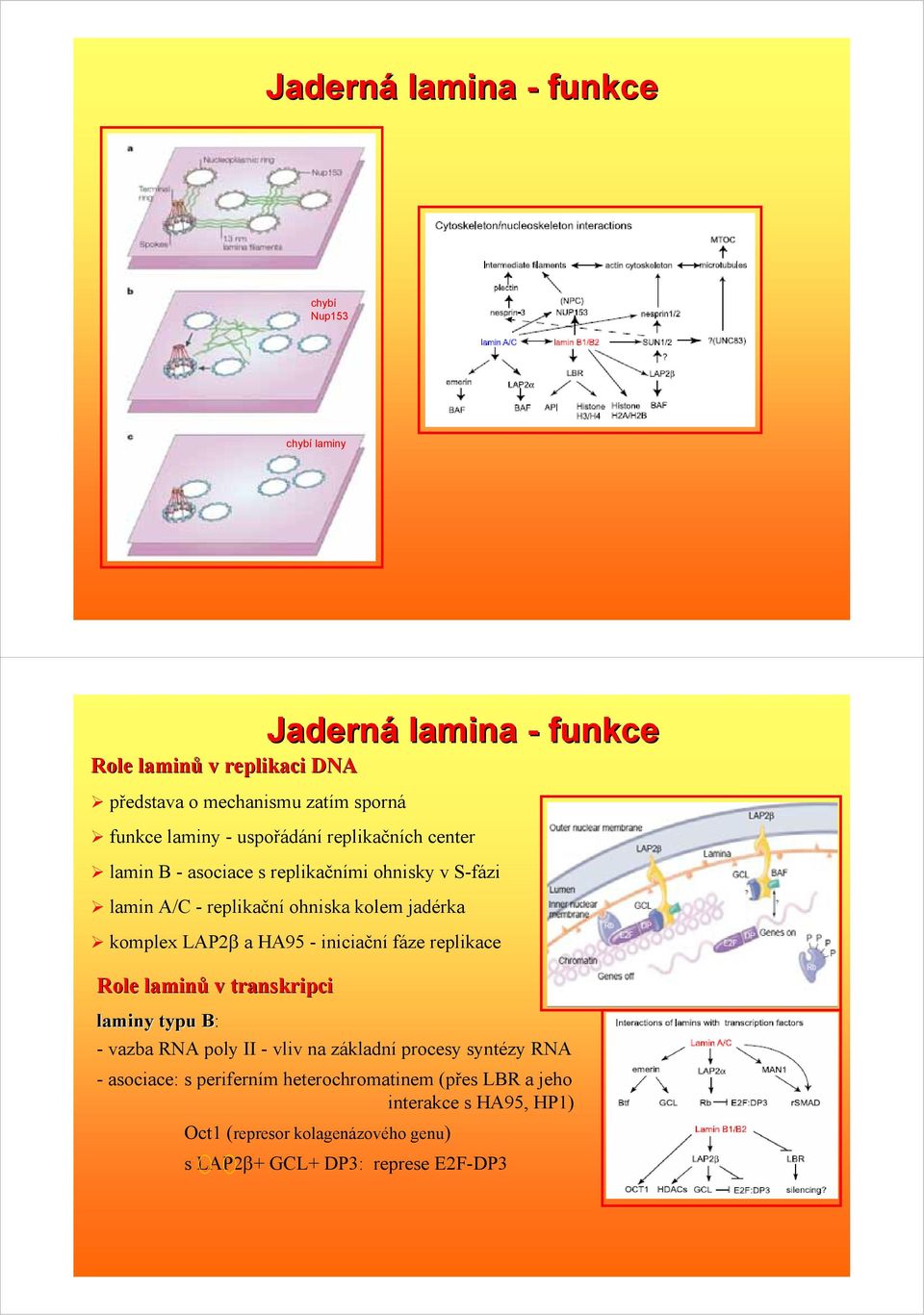 LAP2β a HA95 - iniciační fáze replikace Role laminů v transkripci laminy typu B: B - vazba RNA poly II - vliv na základní procesy syntézy RNA -