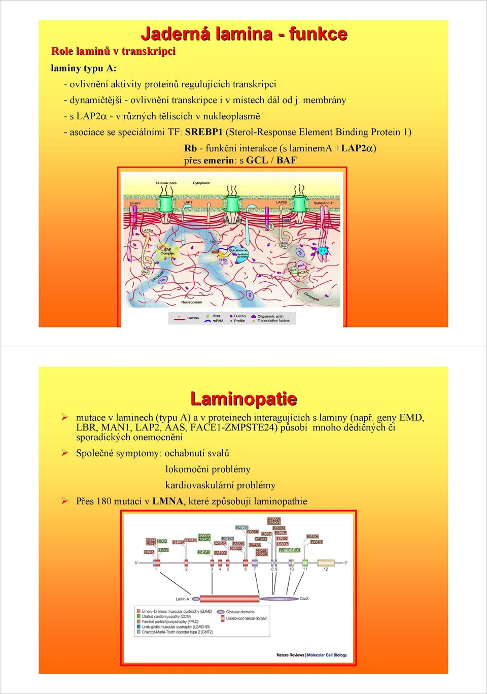 laminema +LAP2α) přes emerin: s GCL / BAF Laminopatie mutace v laminech (typu A) a v proteinech interagujících s laminy (např.
