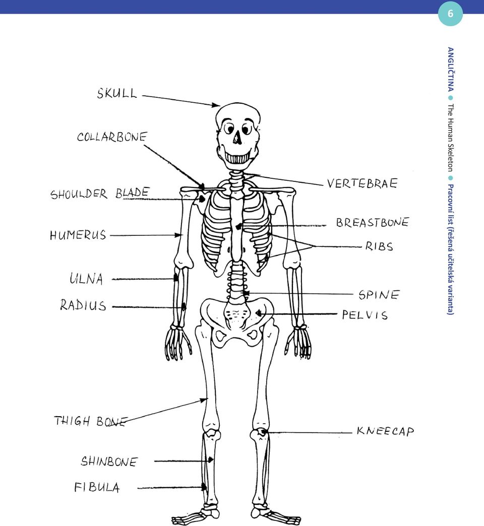 angličtina The Human Skeleton - PDF Stažení zdarma