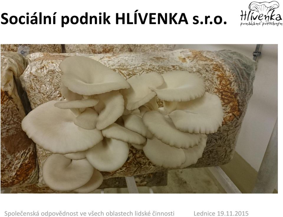 HLÍVENKA