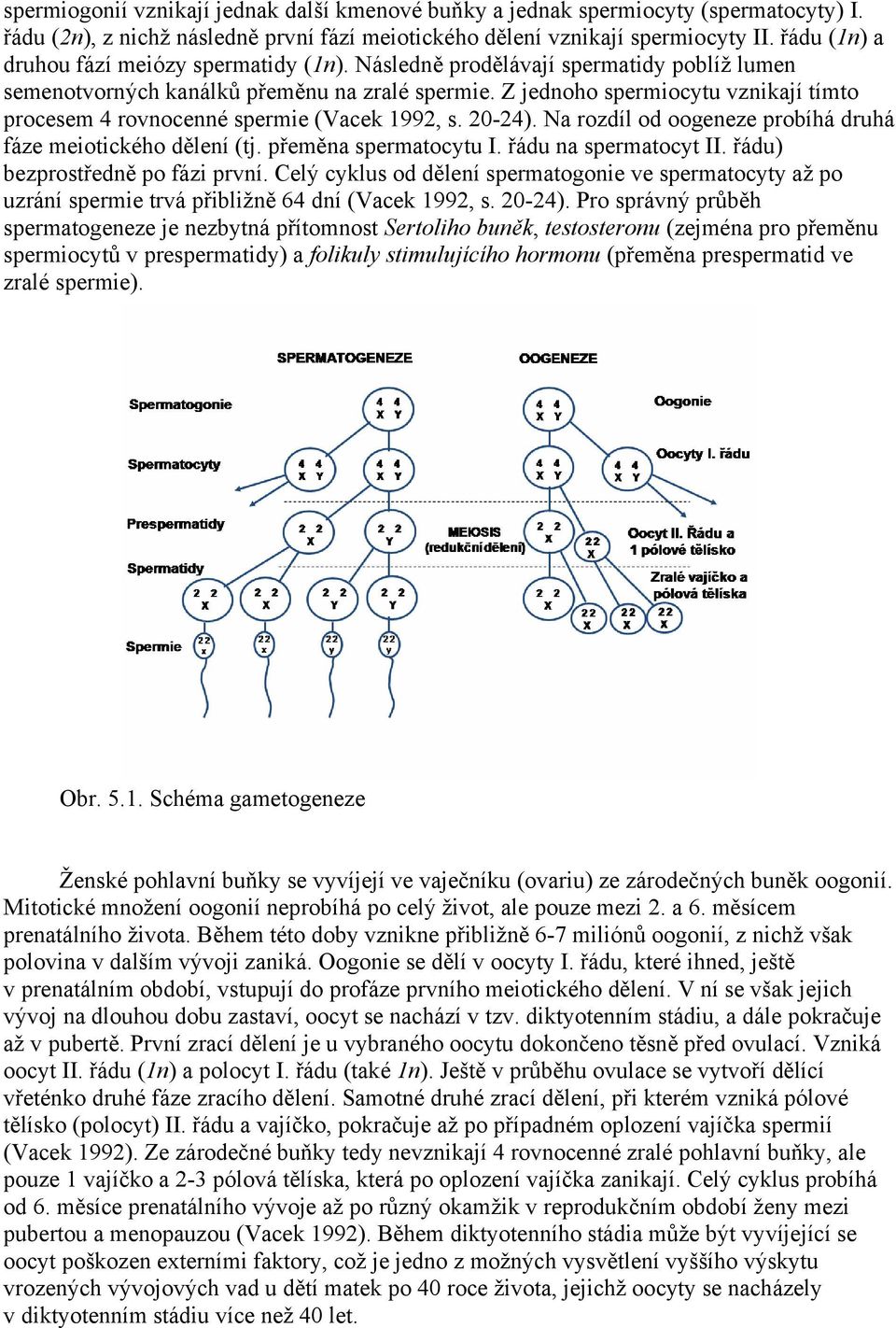 Z jednoho spermiocytu vznikají tímto procesem 4 rovnocenné spermie (Vacek 1992, s. 20-24). Na rozdíl od oogeneze probíhá druhá fáze meiotického dělení (tj. přeměna spermatocytu I.