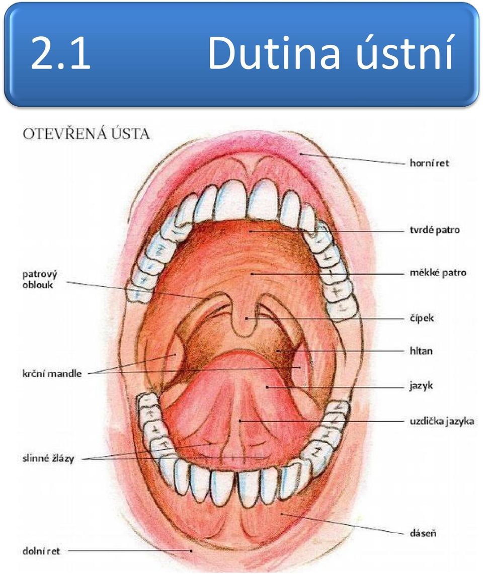 ústní