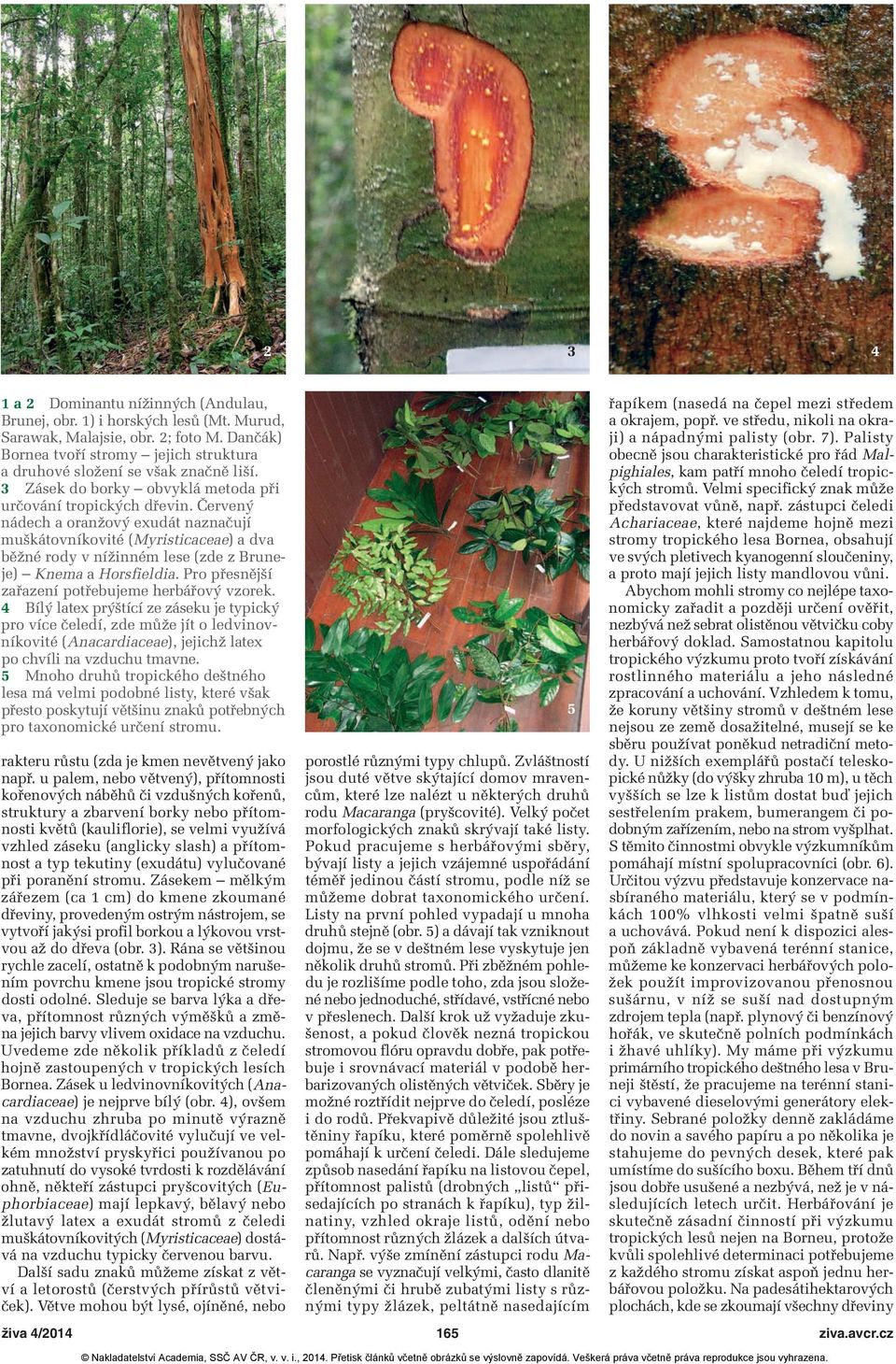 Červený nádech a oranžový exudát naznačují muškátovníkovité (Myristicaceae) a dva běžné rody v nížinném lese (zde z Bruneje) Knema a Horsfieldia. Pro přesnější zařazení potřebujeme herbářový vzorek.