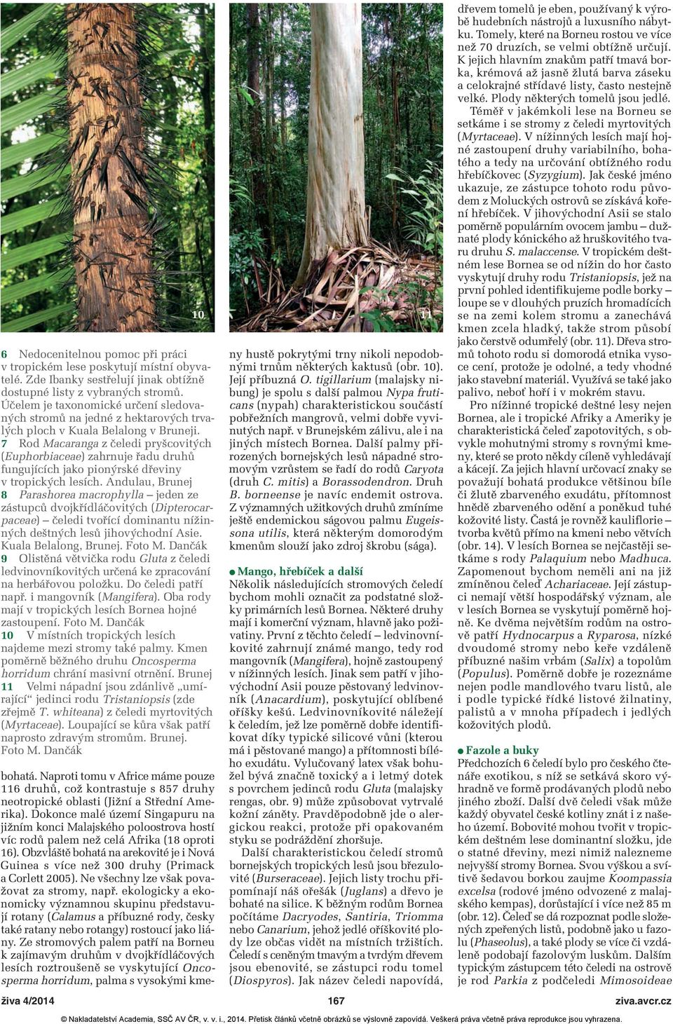 7 Rod Macaranga z čeledi pryšcovitých (Euphorbiaceae) zahrnuje řadu druhů fungujících jako pionýrské dřeviny v tropických lesích.
