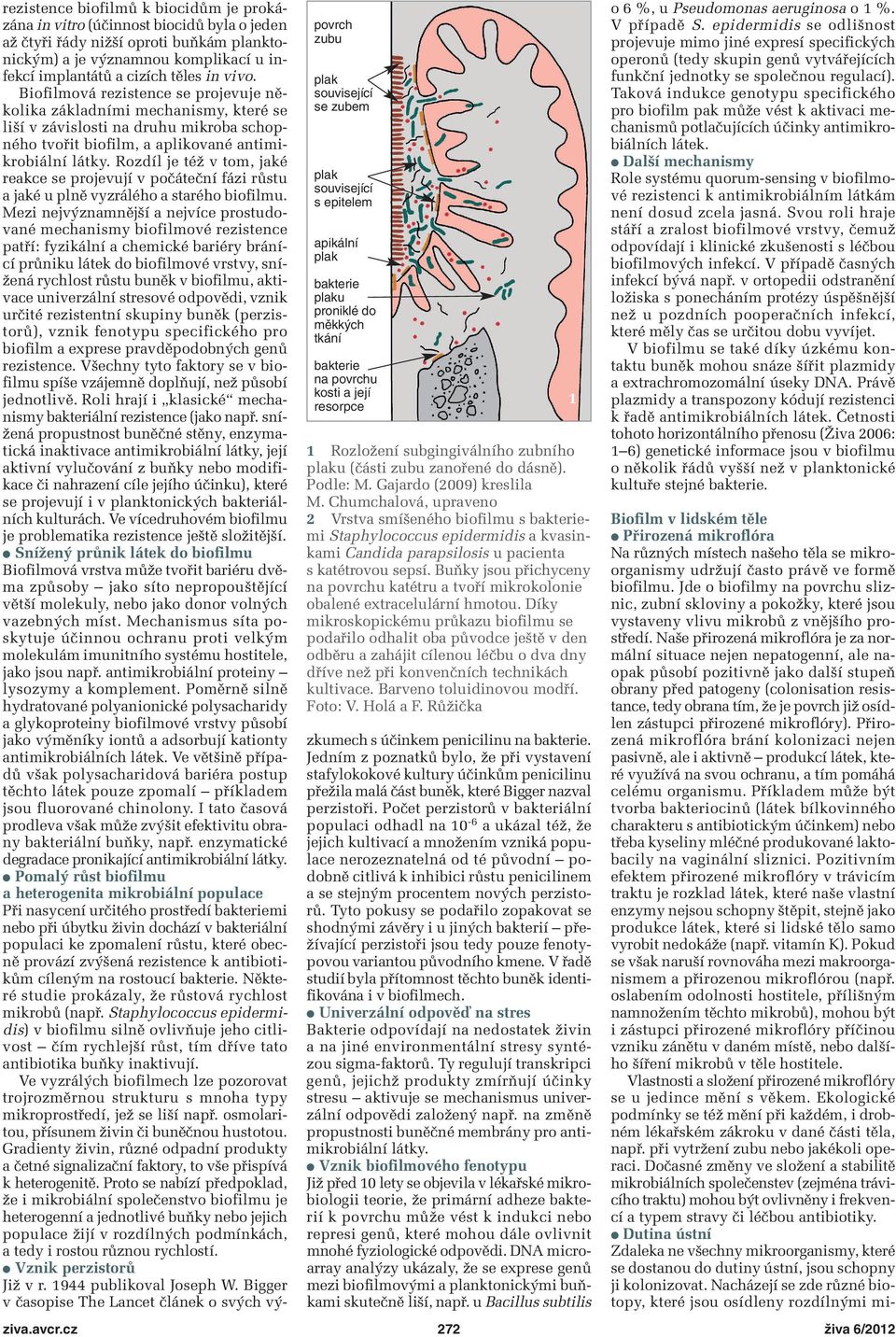 Rozdíl je též v tom, jaké reakce se projevují v počáteční fázi růstu a jaké u plně vyzrálého a starého biofilmu.