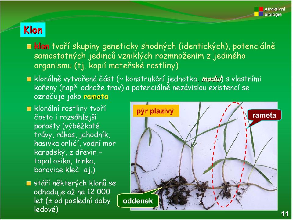 odnože trav) a potenciálně nezávislou existencí se označuje jako rameta klonální rostliny tvoří často i rozsáhlejší porosty (výběžkaté trávy, rákos,