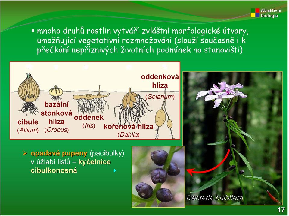 cibule (Allium) bazální stonková hlíza (Crocus) oddenek (Iris) kořenová hlíza (Dahlia)