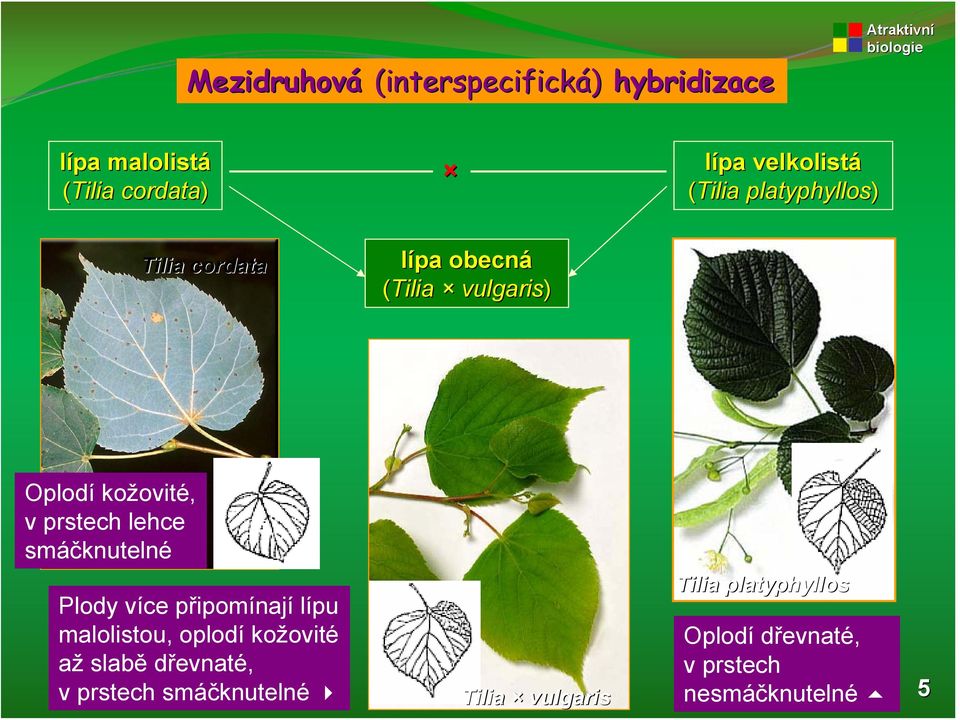 lehce smáčknutelné Plody více připomínají lípu malolistou, oplodí kožovité až slabě dřevnaté,