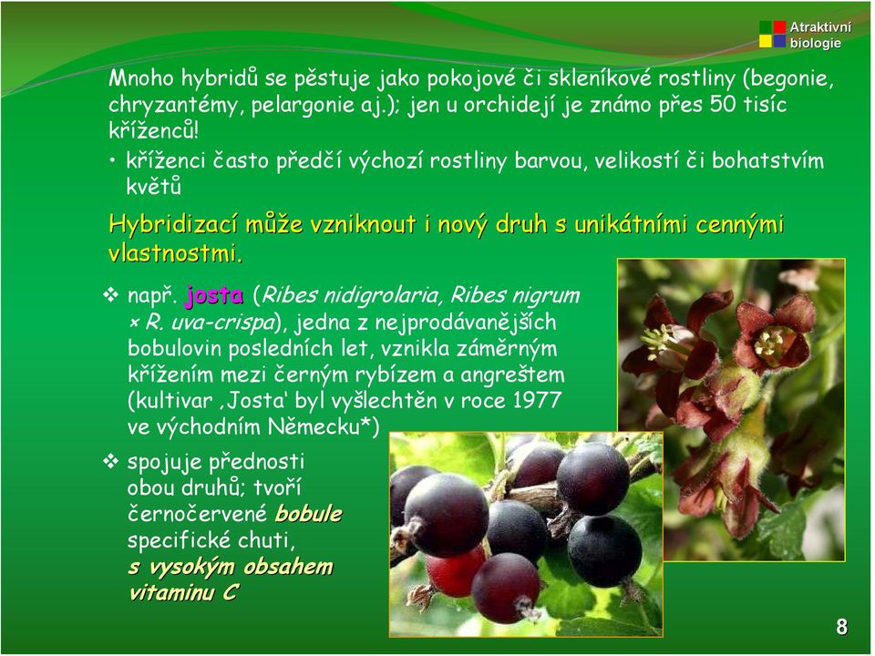 josta (Ribes nidigrolaria, Ribes nigrum R.