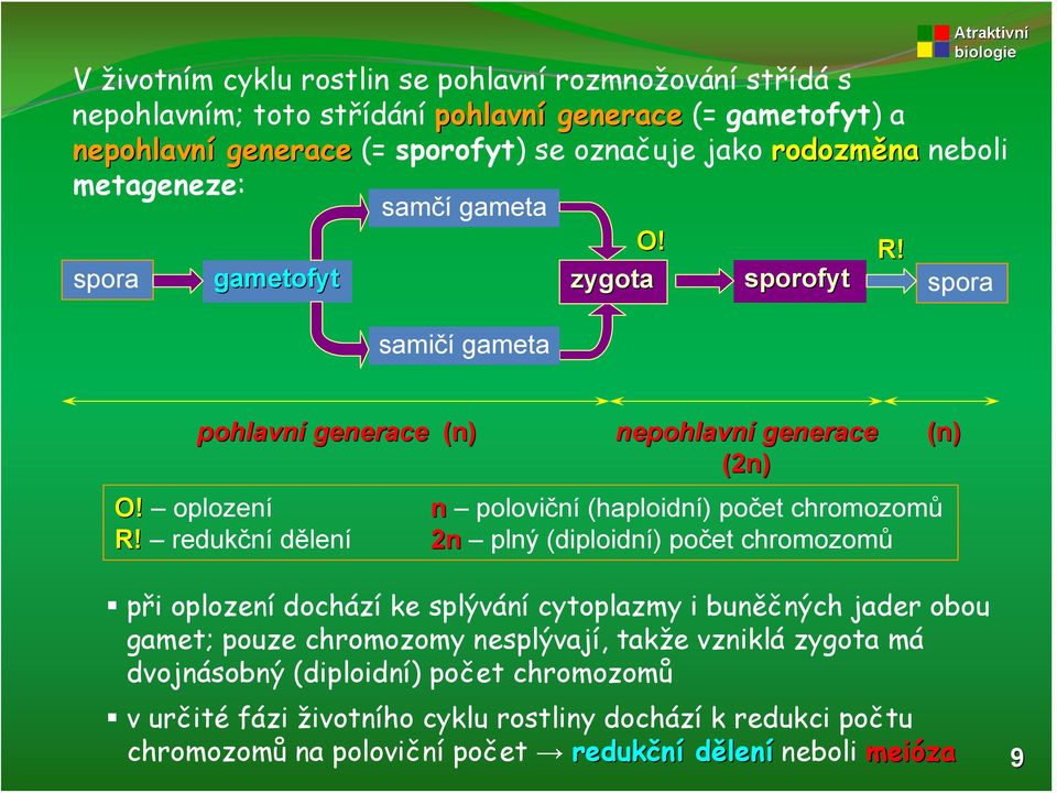 oplození n poloviční (haploidní) počet chromozomů R!