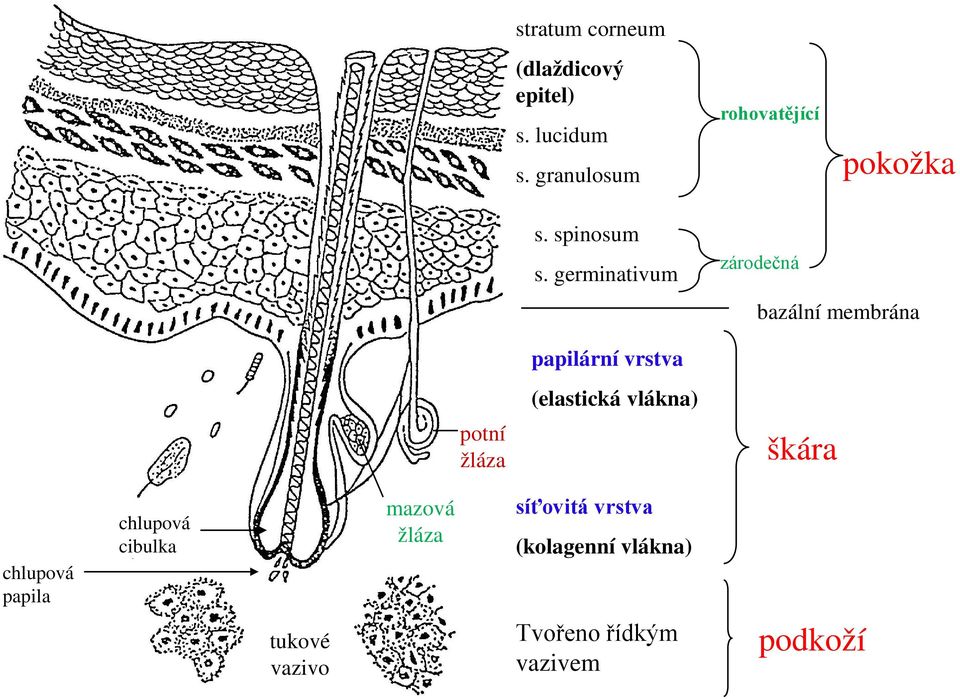 germinativum zárodečná bazální membrána potní žláza papilární vrstva