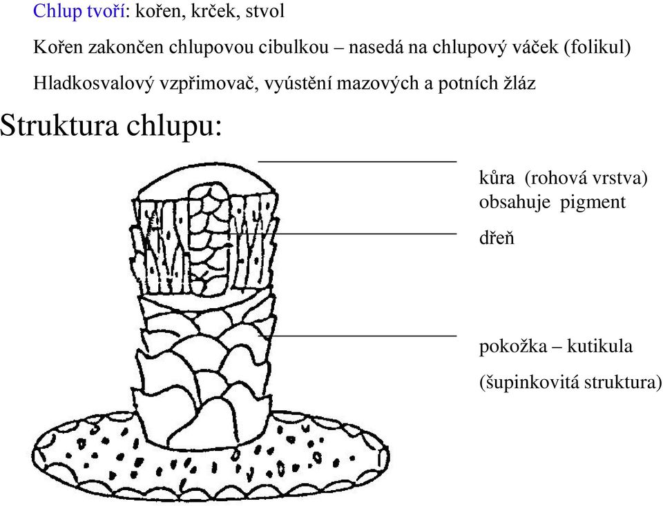 vzpřimovač, vyústění mazových a potních žláz Struktura chlupu: