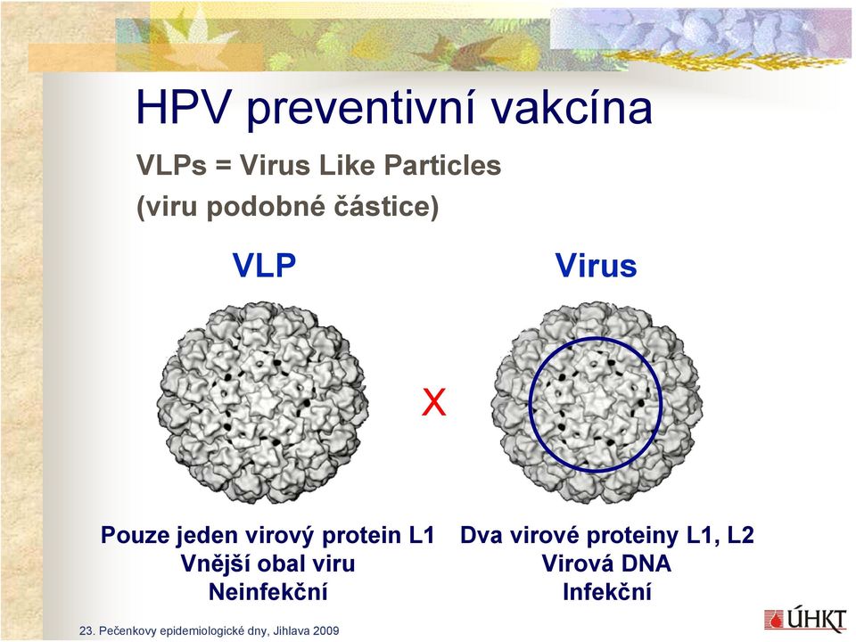 Pouze jeden virový protein L1 Vnější obal viru