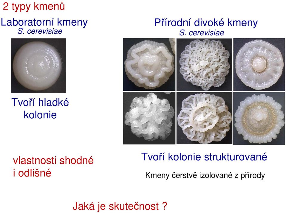 cerevisiae Tvoří hladké kolonie vlastnosti shodné i