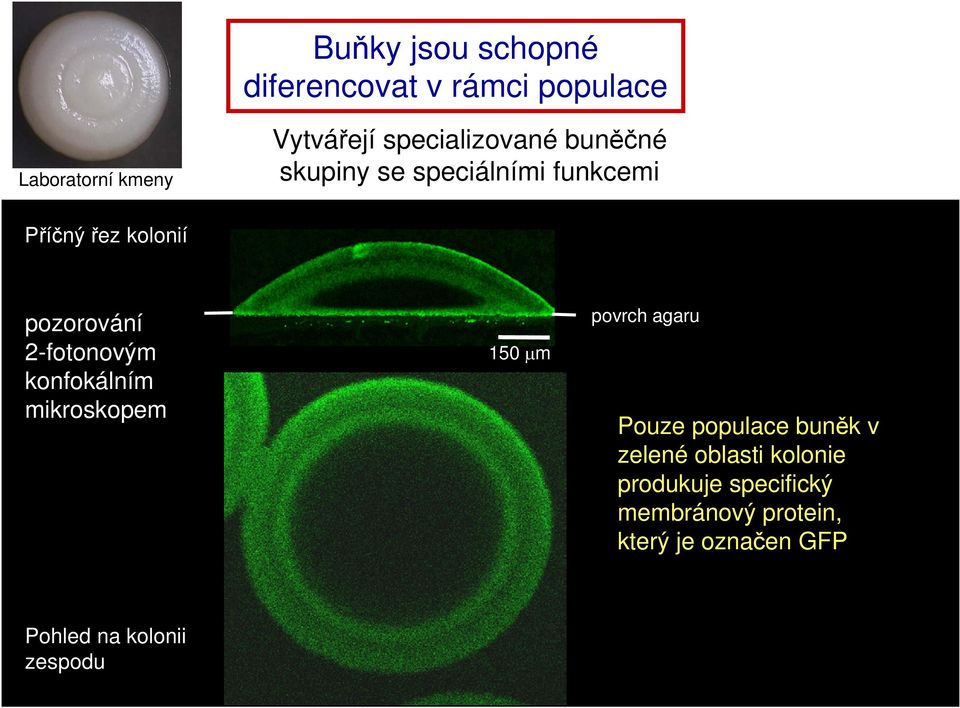 2-fotonovým konfokálním mikroskopem 150 μm povrch agaru Pouze populace buněk v zelené