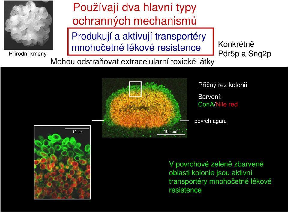 Konkrétně Pdr5p a Snq2p Příčný řez kolonií Barvení: ConA/Nile red povrch agaru 10 μm 100