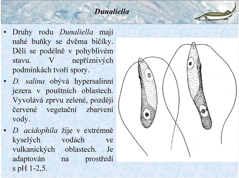 salina obývá hypersalinní jezera v pouštních oblastech.