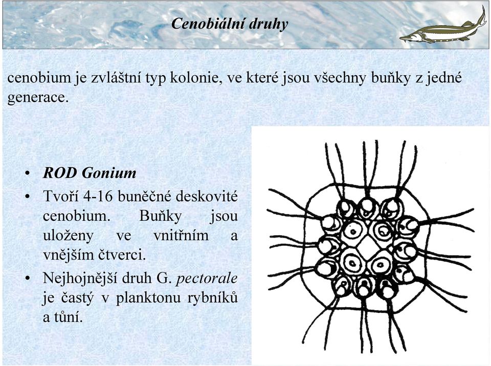 ROD Gonium Tvoří 4-16 buněčné deskovité cenobium.